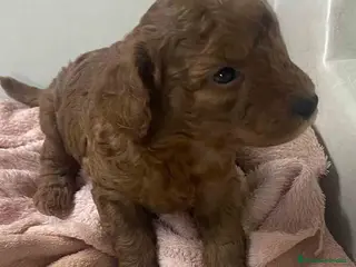 Caniche Mediano perros Caniche Hembra de Barbie y Can AQUANATURA - Anuncio 15