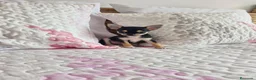 Chihuahua perros en venta: Chihuahua - Anuncio 5