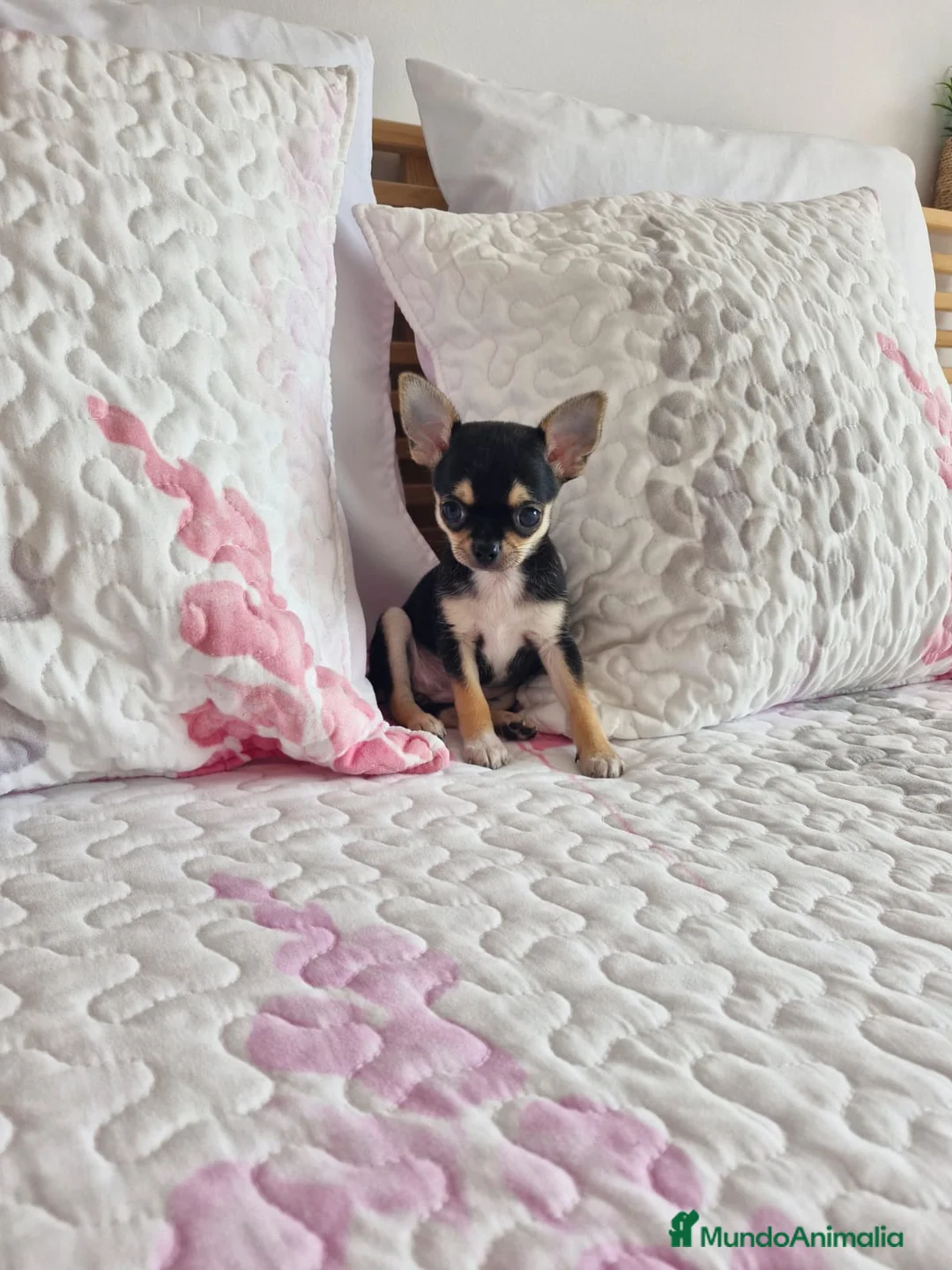 Chihuahua perros en venta: Chihuahua - Anuncio 5