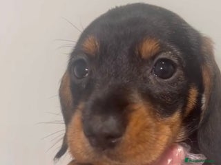 Teckel perros TECKEL DISPONIBLE - Anuncio 1