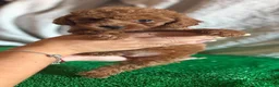 Caniche Toy perros en venta: Cachorros caniche toy  - Anuncio 4