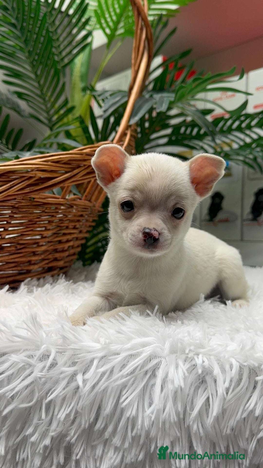 Chihuahua perros en venta: CHIHUAHUA MACHO - Anuncio 15