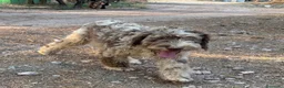 Perro de Agua Español perros en venta: PERRO DE AGUA ESPAÑOL - Anuncio 11