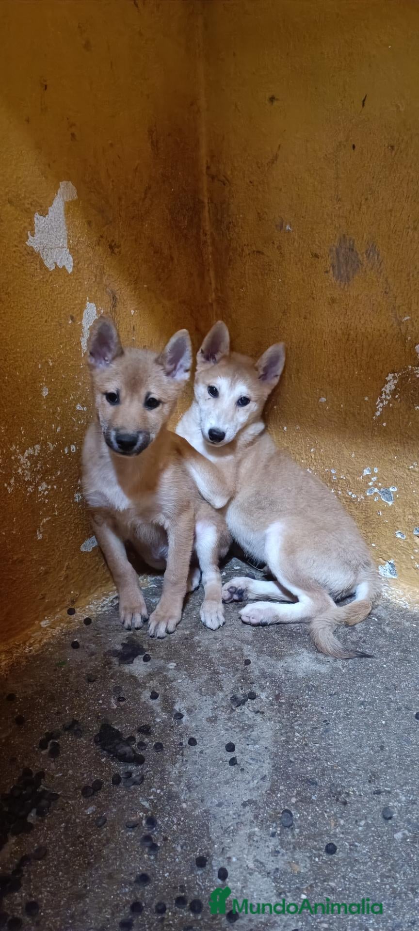 Shiba Inu perros Cachorros de Shiba Inu  - Anuncio 2