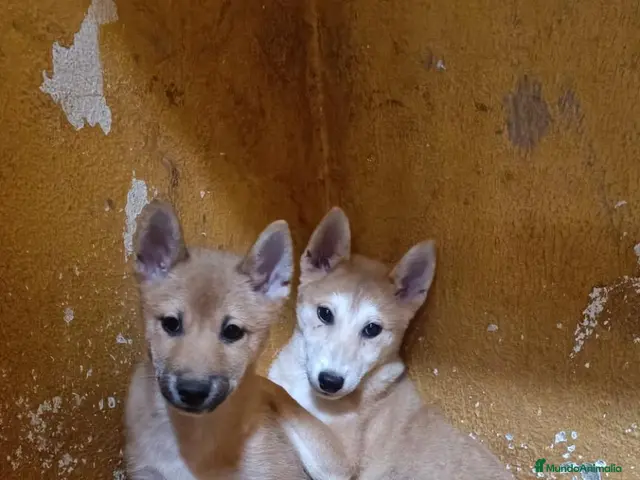 Shiba Inu perros en venta: Cachorros de Shiba Inu - Anuncio 1