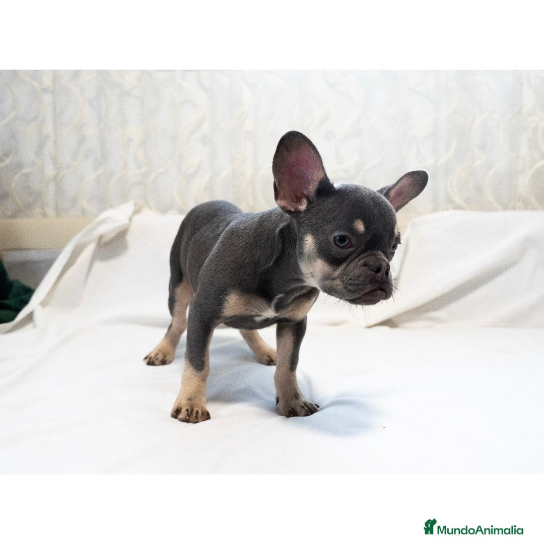 Bulldog Francés perros en venta: Última hembrita de bulldog francés 🩶 - Anuncio 4