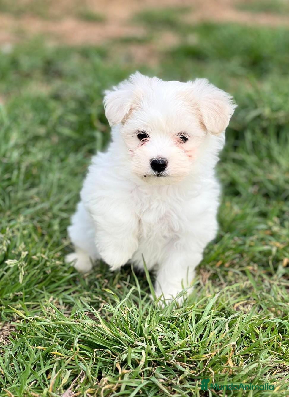 Bichón Maltés perros BICHÓN MALTES MACHO DISPONIBLE en Barcelona - Anuncio 2