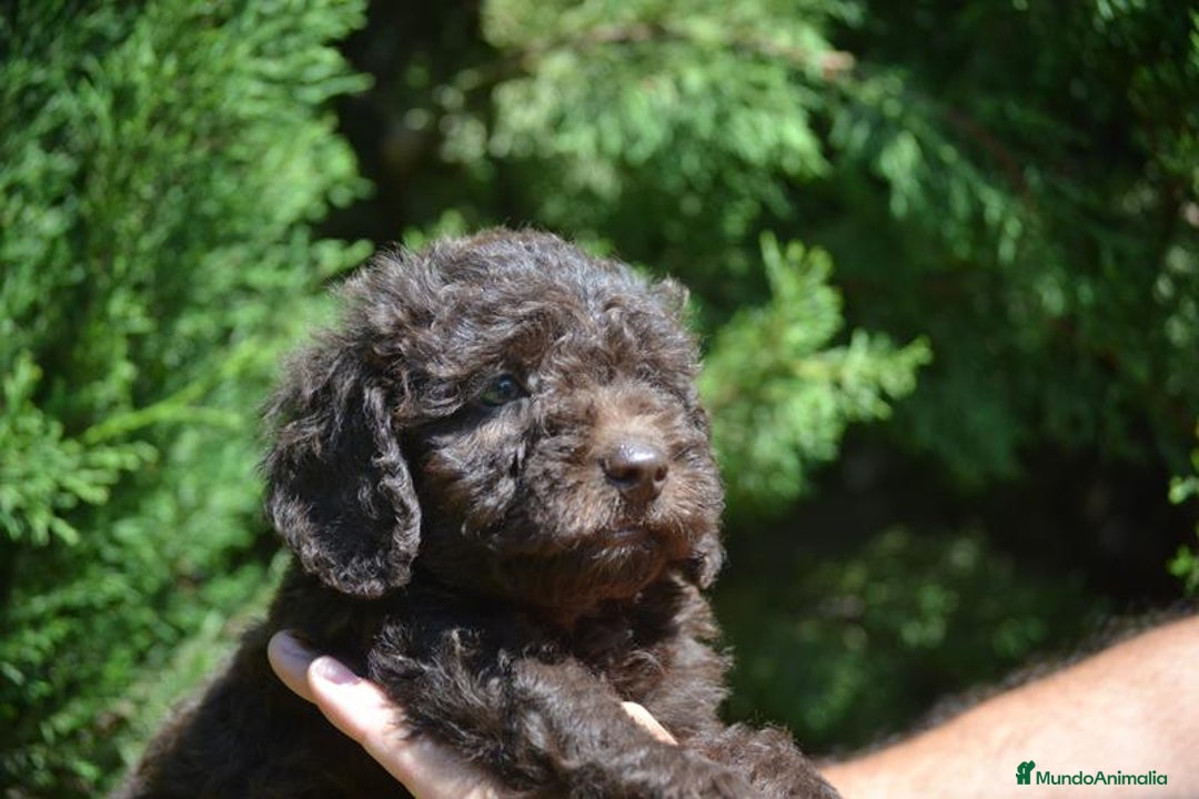 Perro de Agua Español perros en venta: Cachorras hembras de perro de agua español - Imagen 16