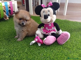 Pomerania perros - Anuncio 1