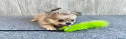 Chihuahua perros en venta: CHIHUAHUA HEMBRA PELO LARGO - Anuncio 5