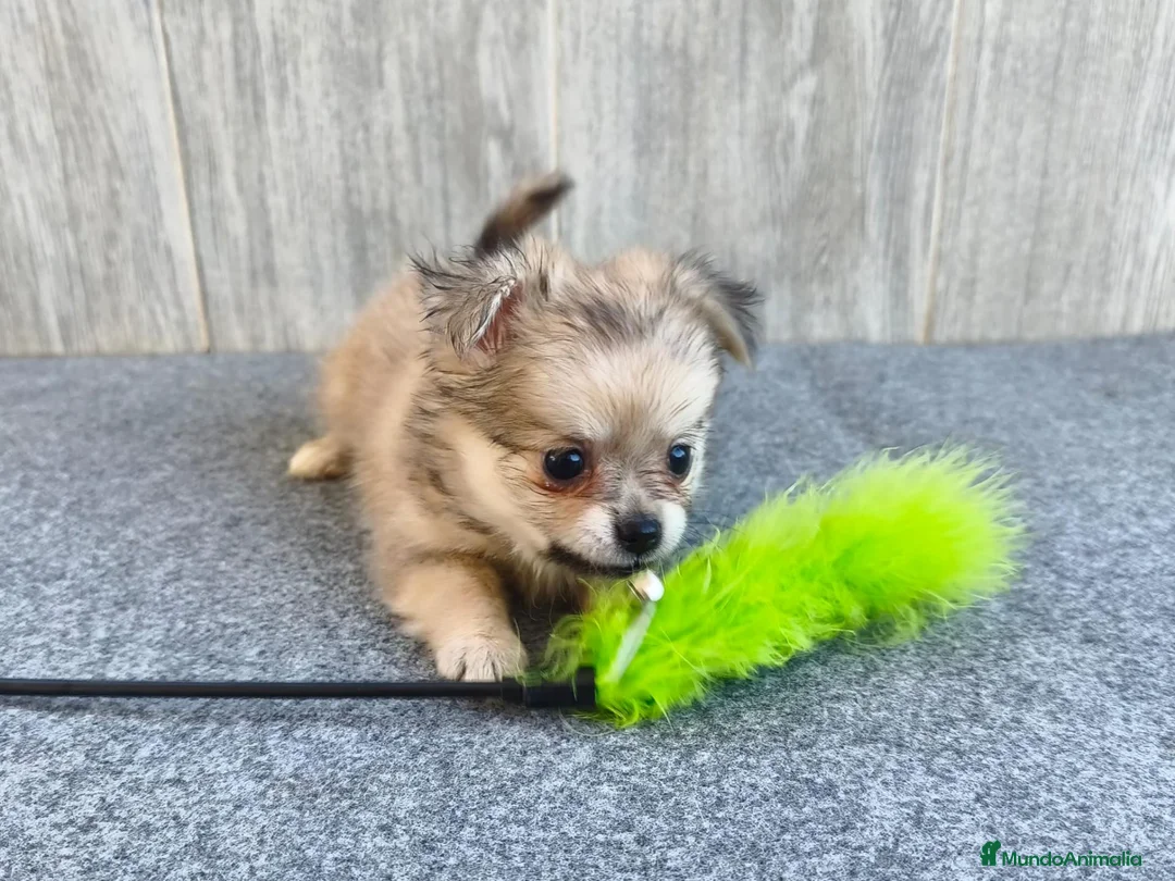Chihuahua perros en venta: CHIHUAHUA HEMBRA PELO LARGO - Anuncio 5