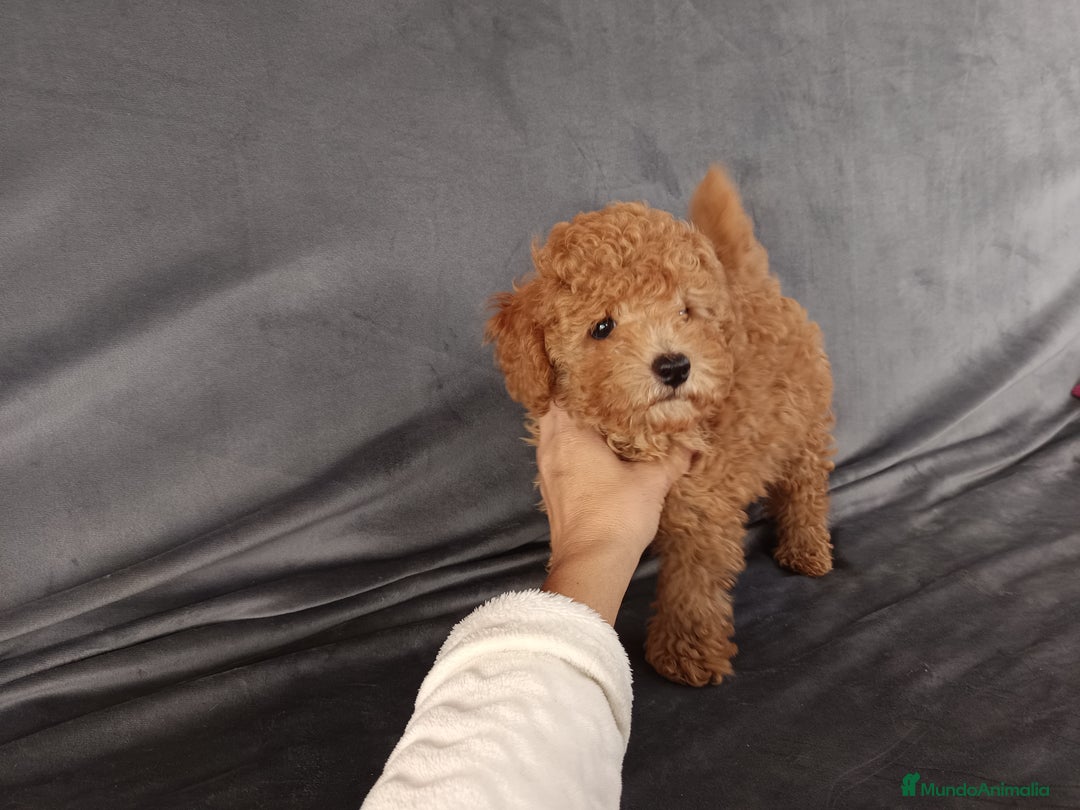Caniche Toy perros en venta: Caniche toy apricot  - Imagen 2