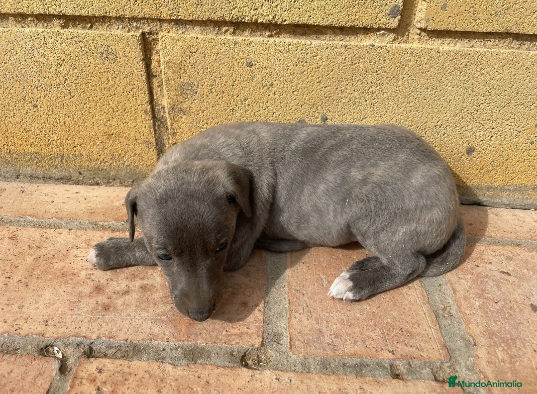 Pequeño Lebrel Italiano perros Galgo Italianos Blue - Anuncio 2