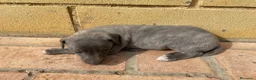 Pequeño Lebrel Italiano perros en venta: Galgo Italianos Blue - Anuncio 2