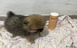 Pomerania perros en venta: Lulu pomerania mini toy  - Imagen 13