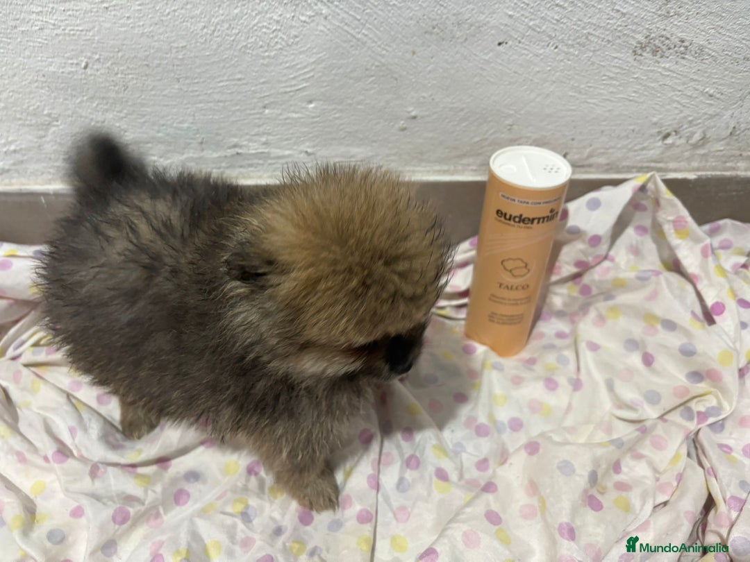 Pomerania perros en venta: Lulu pomerania mini toy  - Imagen 13