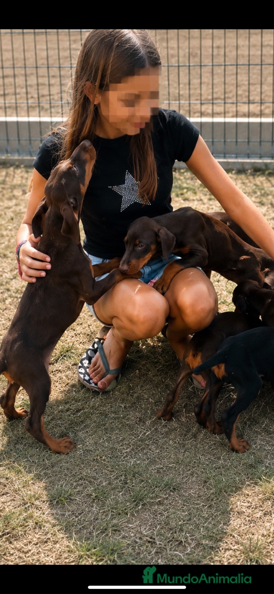 Dobermann perros Cachorros dobermann muy equilibrados - Anuncio 1