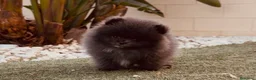 Pomerania perros en venta: Pomeranias exclusivos / alta selección  - Anuncio 7