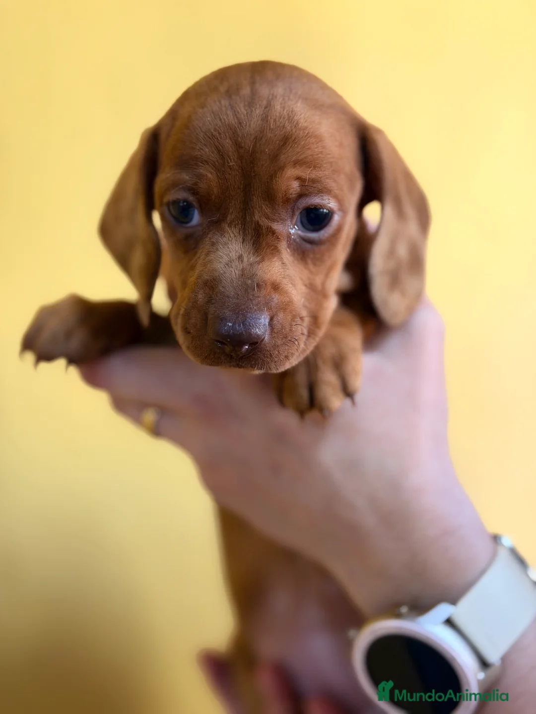 Teckel Miniatura perros en venta: Teckel  mini Arlequin roja  - Anuncio 4