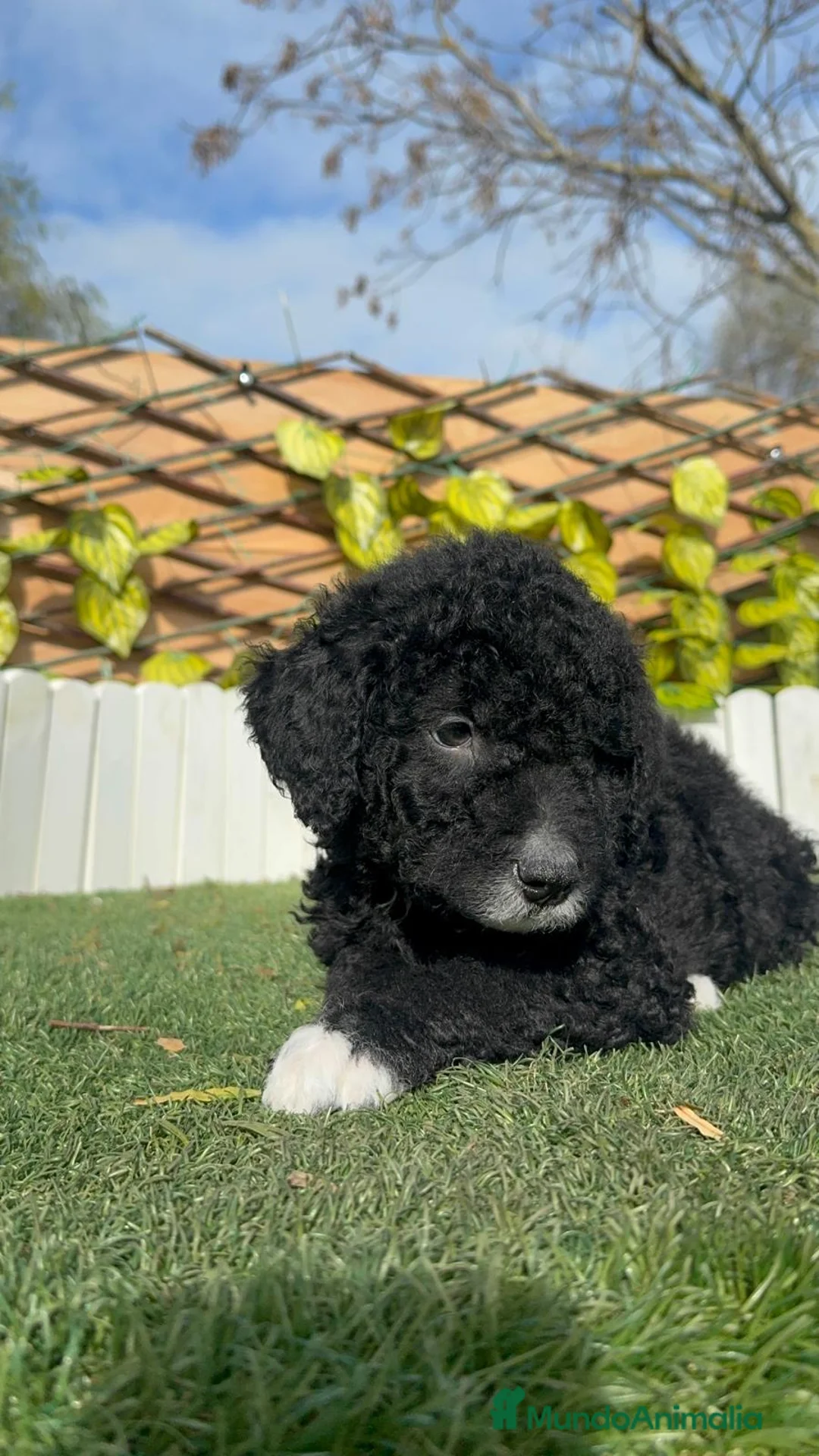 Perro de Agua Español perros en venta: PERRO DE AGUA DISPONIBLE - Anuncio 5