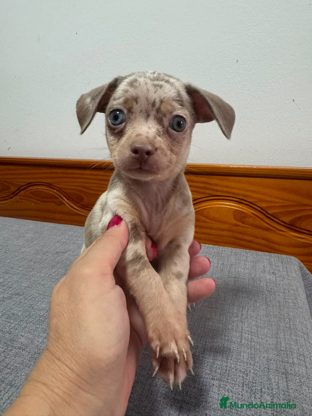 Chihuahua perros en venta: Chihuahua merle exotico - Anuncio 1