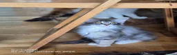 Bosque de Noruega gatos en venta: Bosques de Noruega  - Anuncio 21