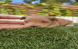 Maltipoo perros en venta: MALTIPOO - Imagen 6