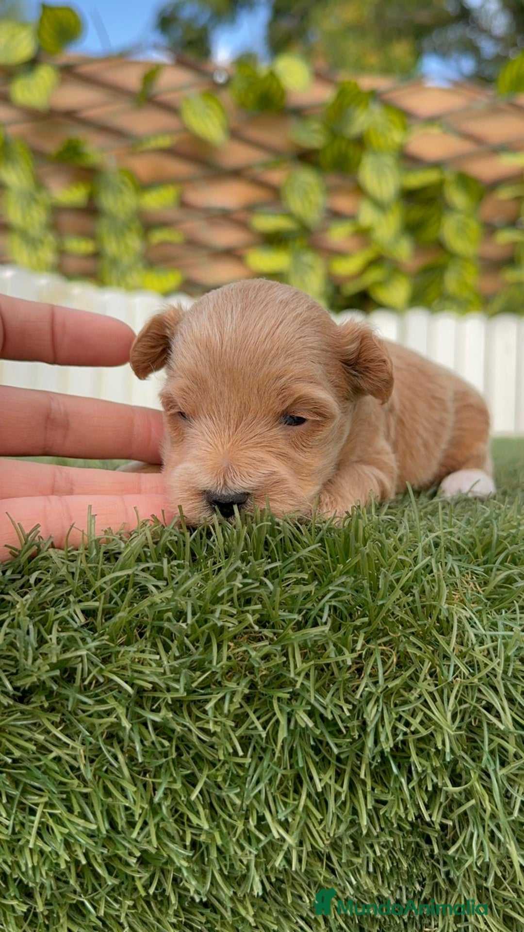 Maltipoo perros en venta: MALTIPOO - Imagen 6