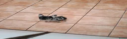 Bulldog Francés perros en venta: Cachorrita de bulldog francés  - Anuncio 2