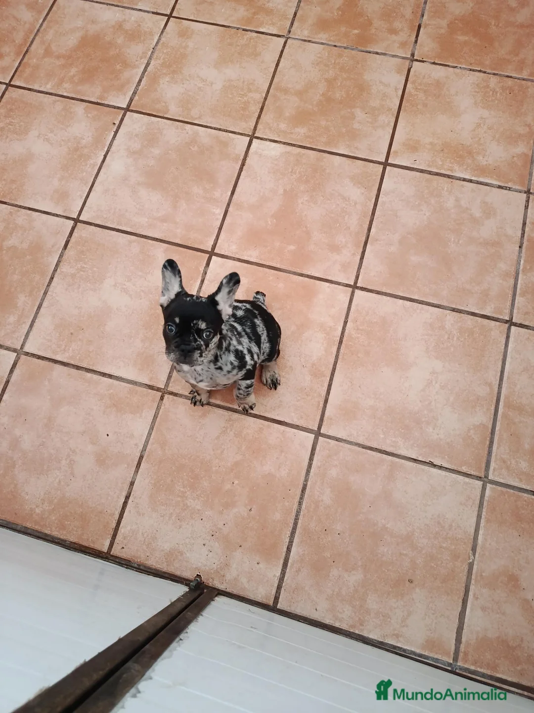 Bulldog Francés perros en venta: Cachorrita de bulldog francés  - Anuncio 2