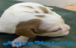 Cavalier King Charles Spaniel perros en venta: Cavalier King Macho de Moly y Nanu - AQUANATURA en Barcelona - Imagen 2