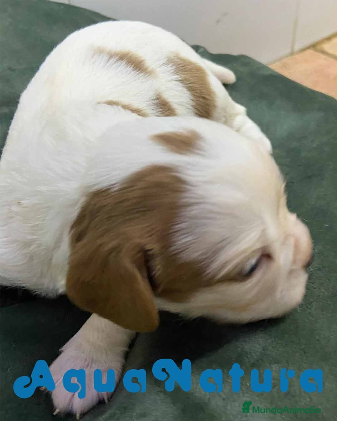 Cavalier King Charles Spaniel perros en venta: Cavalier King Macho de Moly y Nanu - AQUANATURA en Barcelona - Imagen 2