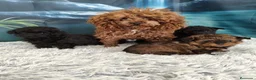 Pomapoo perros en venta: pomapoo TOY en Barcelona - Anuncio 1