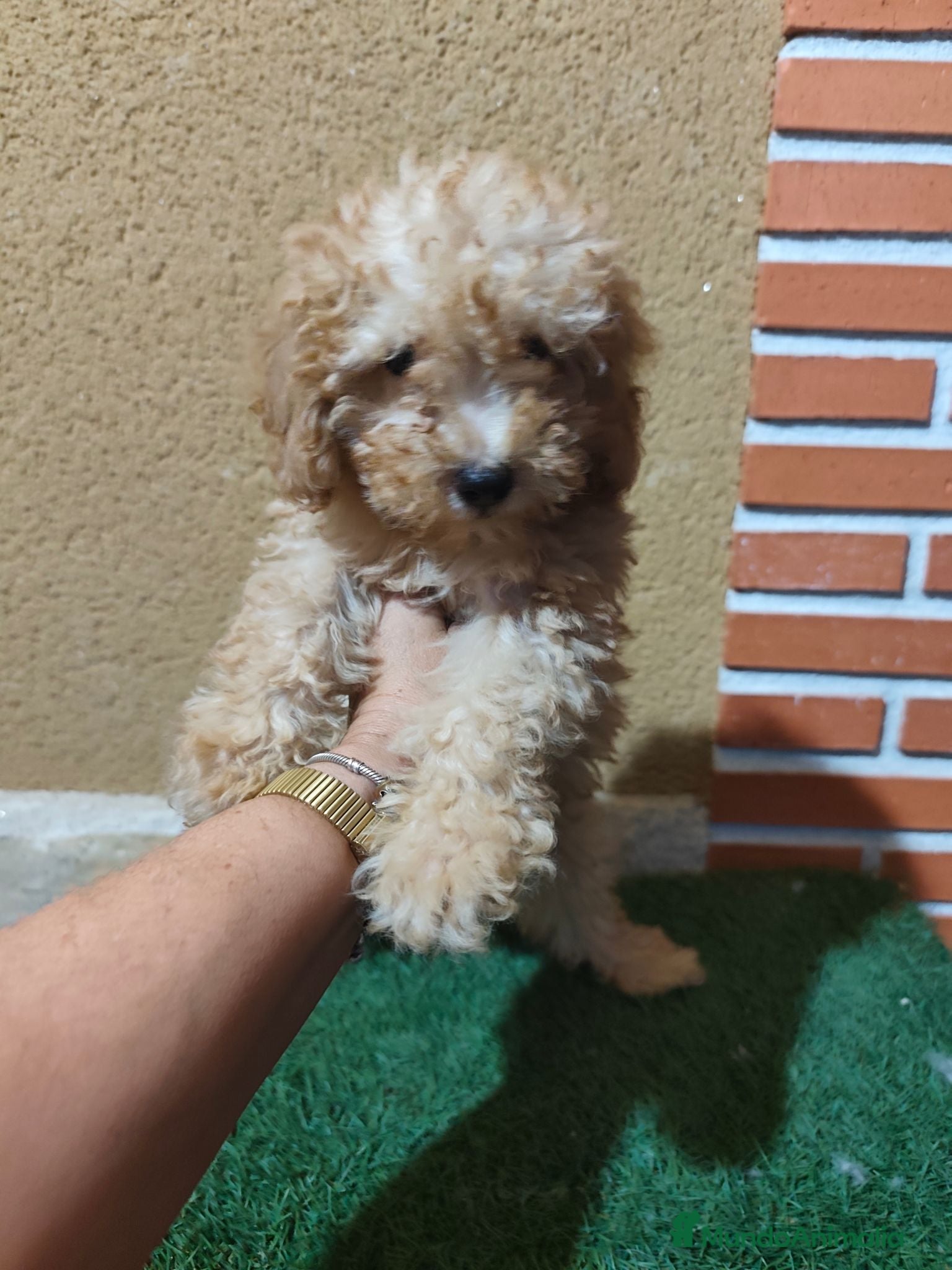 Caniche Toy perros Caniche toy 🧡 listo para entregar - Anuncio 1