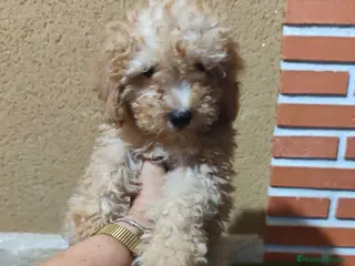 Caniche Toy perros Caniche toy 🧡 listo para entregar - Anuncio 1