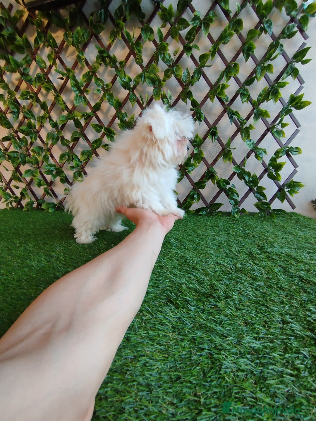 Bichón Maltés perros en venta: Bichón maltés toy  - Anuncio 3