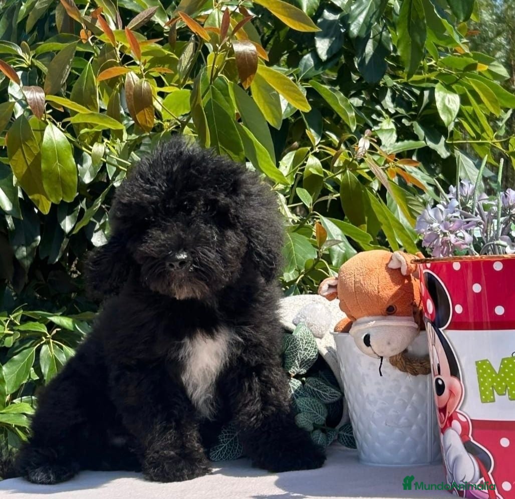Perro de Agua Español perros Excelente camada perro de aguas  - Anuncio 1