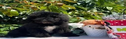 Perro de Agua Español perros en venta: Excelente camada perro de aguas  - Anuncio 1