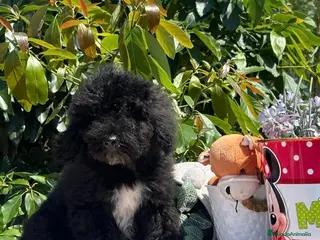 Perro de Agua Español perros Excelente camada perro de aguas - Anuncio 1