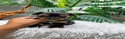 Yorkshire Terrier perros en venta: YORKSHIRE TERRIER MACHO - Anuncio 16