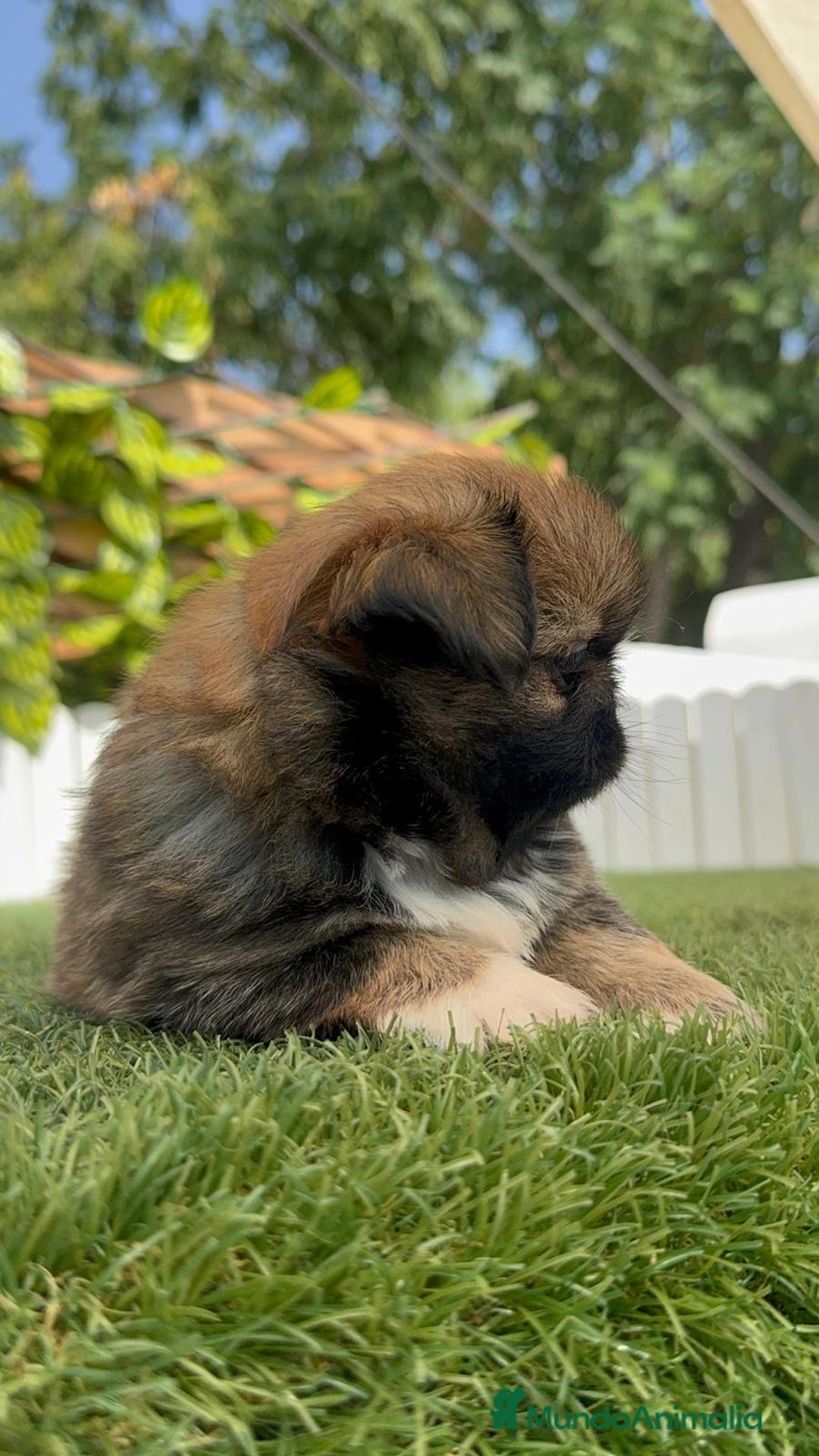 Pekinés perros en venta: PEKINES IMPERIAL HEMBRA - Imagen 14