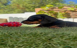Teckel Miniatura perros en venta: TECKEL MINIATURA  - Imagen 27