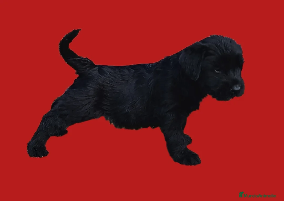 Schnauzer Gigante perros en venta: Schnauzer gigante  - Anuncio 7