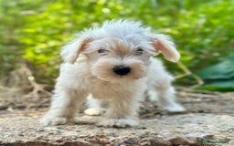 Schnauzer Miniatura perros en venta: SCHNAUZER MINIATURA DISPONIBLES - Imagen 4