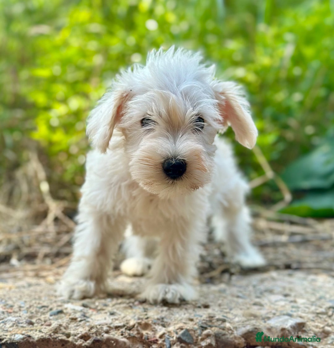 Schnauzer Miniatura perros en venta: SCHNAUZER MINIATURA DISPONIBLES - Imagen 4