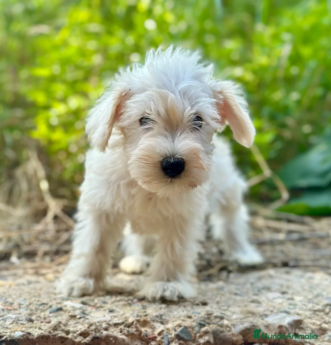 Schnauzer Miniatura perros en venta: SCHNAUZER MINIATURA DISPONIBLES - Anuncio 4