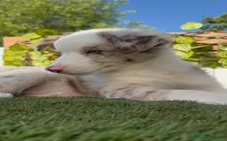 Border Collie perros en venta: BORDER COLLIE CHOCOMERLE - Imagen 18