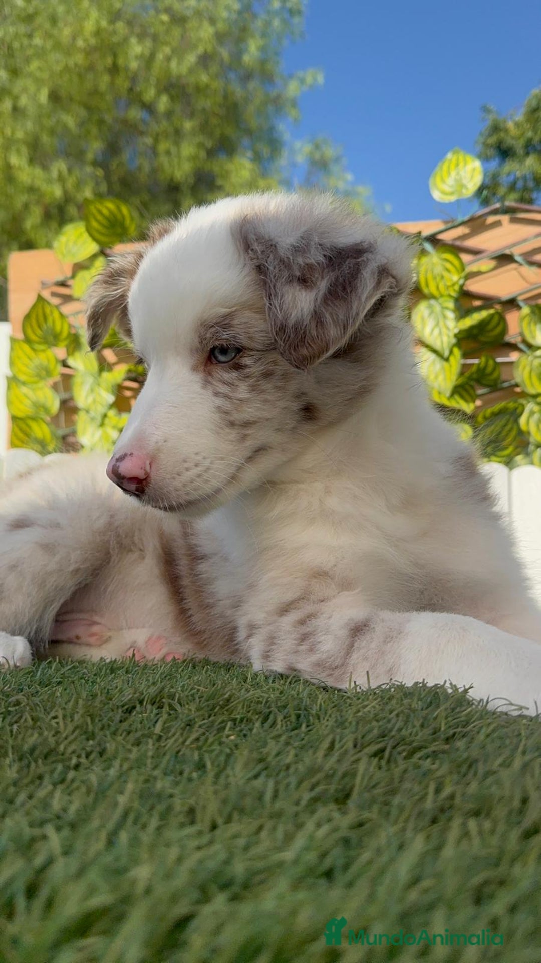 Border Collie perros en venta: BORDER COLLIE CHOCOMERLE - Imagen 18