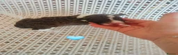 Perro de Agua Español perros en venta: Bicolores en Madrid - Anuncio 2