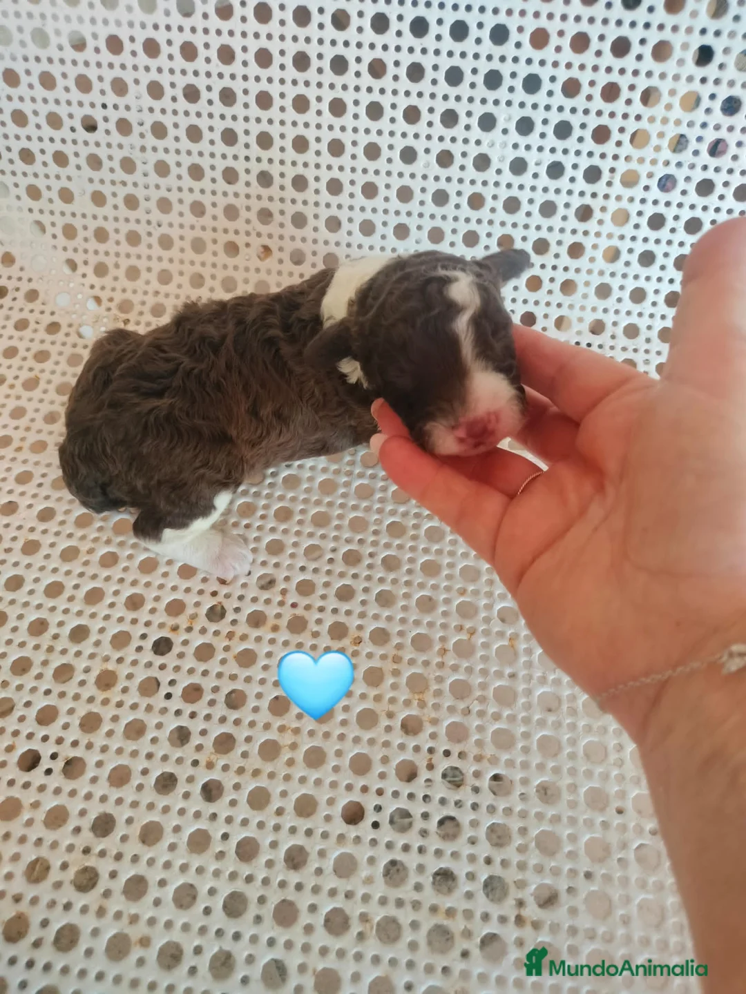Perro de Agua Español perros en venta: Bicolores en Madrid - Anuncio 2